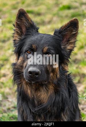 A vertical closeup of an old German Shepherd Banque D'Images