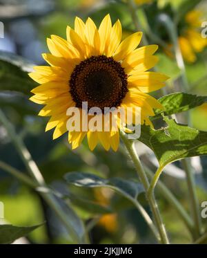A shallow focus of a Common sunflower with blurred background in the garden Banque D'Images