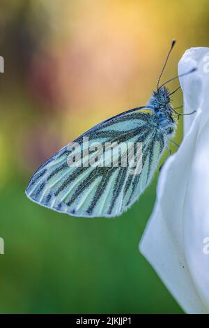 Papillon, arbre papillon blanc (Aporia crataegi) sur la tulipe Banque D'Images