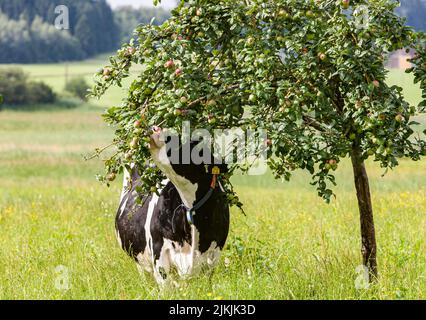 La vache mange la pomme de l'arbre sur le verger de prairie à Allgäu, le bétail tacheté Banque D'Images