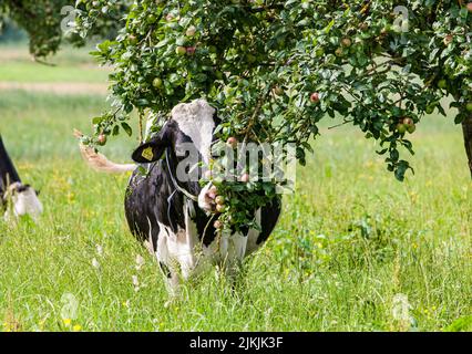 La vache mange la pomme de l'arbre sur le verger de prairie à Allgäu, le bétail tacheté Banque D'Images