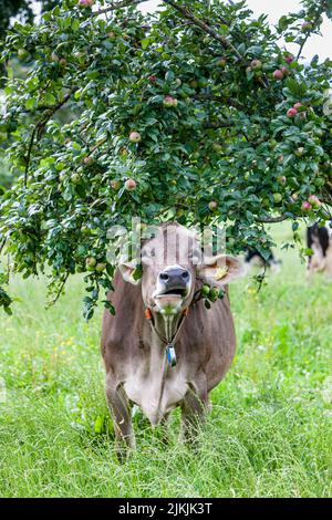 La vache mange la pomme de l'arbre sur le verger de prairie à Allgäu, le bétail brun Banque D'Images