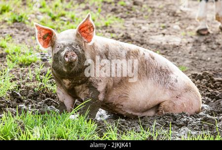 Cochon domestique heureux et sale sur un pré dans la région d'Allgäu Banque D'Images