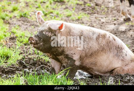 Cochon domestique heureux et sale sur un pré dans la région d'Allgäu Banque D'Images