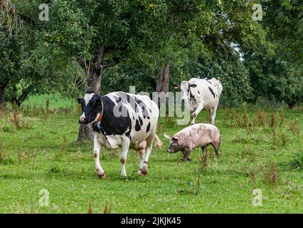 Vaches et cochons qui s'exécutent sur un verger de prairie dans la région d'Allgäu Banque D'Images