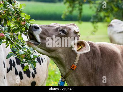 La vache mange la pomme de l'arbre sur le verger de prairie à Allgäu, le bétail brun Banque D'Images