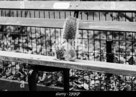 A grayscale shot of a small squirrel on a wooden bench in New York Stock Photo