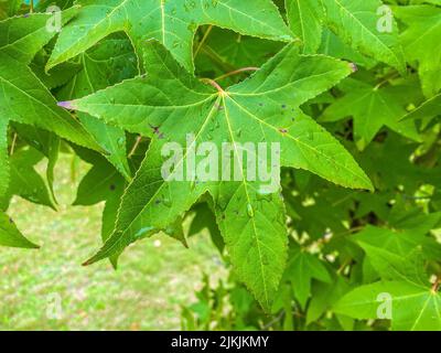 A closeup shot of dewdrops on a maple leaf taken in taken in Emmaville, Australia Stock Photo