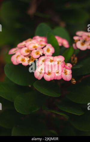 Couronne d'épines Fleur également appelé Euphorbia milii. Couronne d'épines est populaire comme une plante de maison et est cultivé dans les climats chauds comme un arbuste de jardin. Broche Banque D'Images