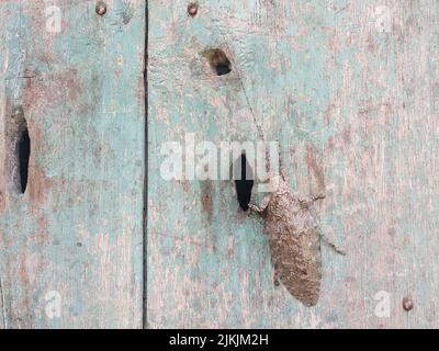 A closeup shot of a big brown beetle on the  weathered wooden surface Banque D'Images