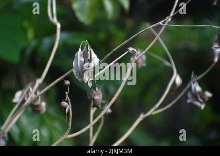 A closeup of dry gray leaves on branches. Selected focus. Stock Photo