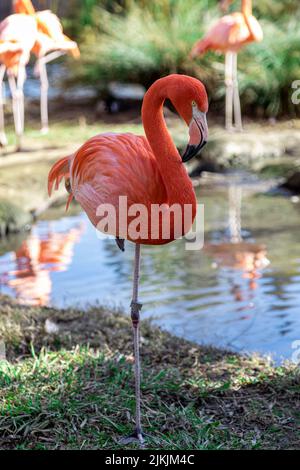 A vertical shot of a pink flamingo on a bay Banque D'Images
