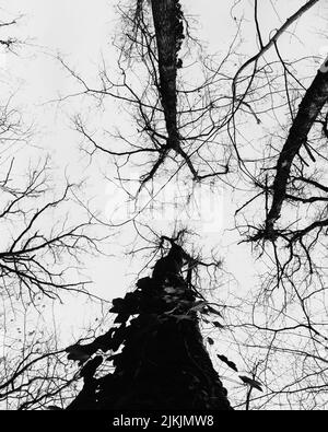 Un cliché vertical en niveaux de gris à faible angle de branches d'arbre sèches Banque D'Images