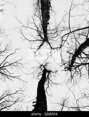 Un cliché vertical en niveaux de gris à faible angle de branches d'arbre sèches Banque D'Images