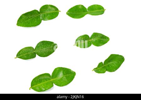 Vue de dessus des feuilles de citron vert sur fond blanc Banque D'Images