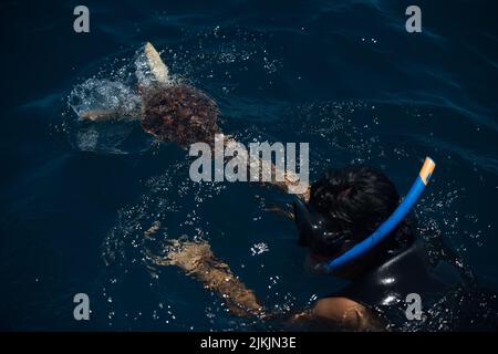 Malaga, Espagne. 2nd août 2022. Une tortue Caretta caretta, qui a été sauvée après avoir été blessée par une patade, est vue essayant de nager avant d'être libérée en mer par les membres du Centre (CREMA) de rétablissement des espèces marines menacées. LA CREMA est une organisation environnementale marine qui travaille sur les programmes de sensibilité et de préservation des espèces marines menacées. Cette tortue Caretta caretta est l'une des plus petites sauvées par LA CRÈME. (Credit image: © Jesus Merida/SOPA Images via ZUMA Press Wire) Banque D'Images