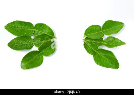 Vue de dessus des feuilles de citron vert sur fond blanc Banque D'Images