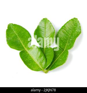 Vue de dessus des feuilles de citron vert sur fond blanc Banque D'Images