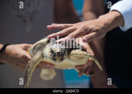 Malaga, Espagne. 2nd août 2022. Une tortue Caretta caretta, qui a été sauvée après avoir été blessée par une patade, est vue avant qu'elle ne soit libérée en mer par les membres du Centre de rétablissement des espèces marines menacées (CREMA). LA CREMA est une organisation environnementale marine qui travaille sur les programmes de sensibilité et de préservation des espèces marines menacées. Cette tortue Caretta caretta est l'une des plus petites sauvées par LA CRÈME. (Credit image: © Jesus Merida/SOPA Images via ZUMA Press Wire) Banque D'Images