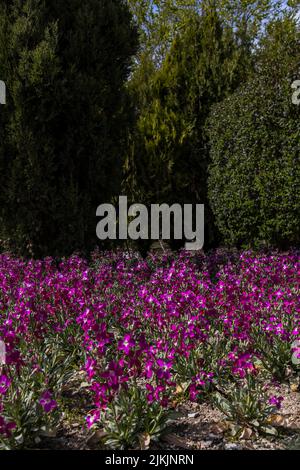 A vertical shot of green trees and purple flowers in National Iranian Botanical Gardens, Tehran, Iran Stock Photo