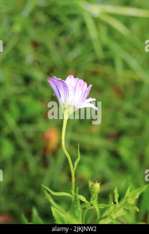 A vertical shot of a purple daisy flower with raindrops on a green blurred background Stock Photo