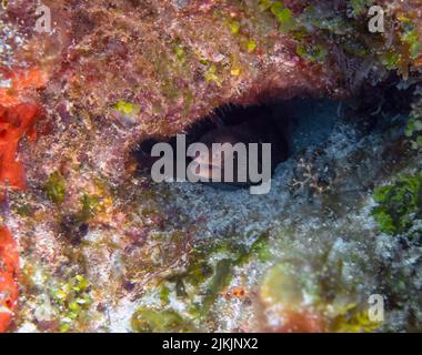 A Goldamamenta Moray Eel (Gymnothorax miliaris) à Cozumel, au Mexique Banque D'Images