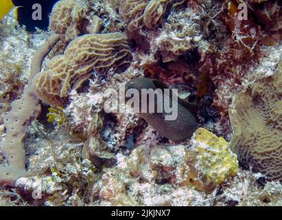 A Goldamamenta Moray Eel (Gymnothorax miliaris) à Cozumel, au Mexique Banque D'Images