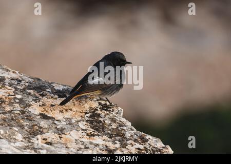 A closeup shot of a black redstart bird perched on a rock Stock Photo