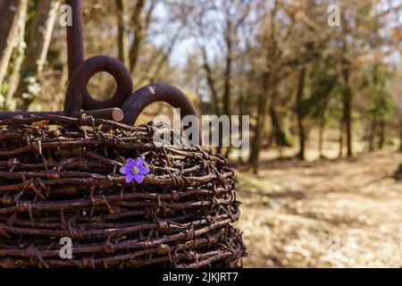 A closeup shot of a purple flower on wrapped barbed wire Stock Photo