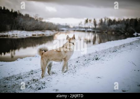 A back shot of a West Siberian Laika dog on snow ground looking at reflecting cold lake with trees Stock Photo