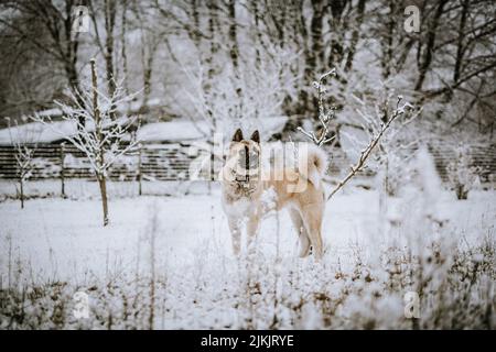 Une photo arrière d'un chien Laika de Sibérie occidentale sur un terrain enneigé qui regarde un jour d'hiver Banque D'Images