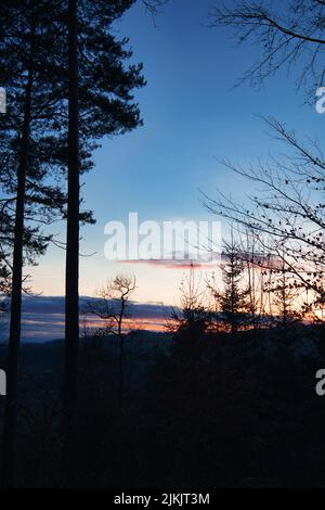 An atmospheric forest landscape with coniferous trees at the sunset Stock Photo
