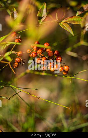 A shallow focus shot of Ripe Seeds Of Dracaena Fragrans with sunlight on the tree with leaves Stock Photo