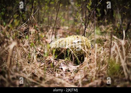 In the rainforest, there is a small hole covered with moss among the dry grass Stock Photo