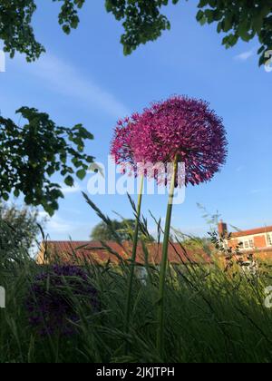 A vertical macro view of two allium flowers blooming in the home garden under the blue sky Stock Photo