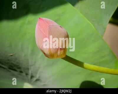 Gros plan du bourgeon de lotus à fleurs roses avec des feuilles en arrière-plan Banque D'Images