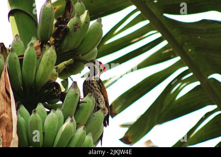 A beautiful shot of a black-rumped flameback perched on a banana tree and eating a green banana on a sunny day Stock Photo