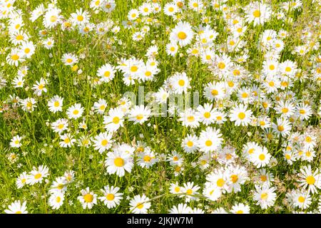 Pâquerettes en fleurs (leucanthemum vulgare) dans un pré en été. Banque D'Images