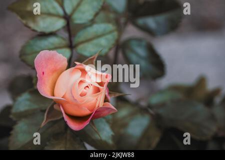 Gros plan d'une fleur rose d'arbuste sauvage Banque D'Images