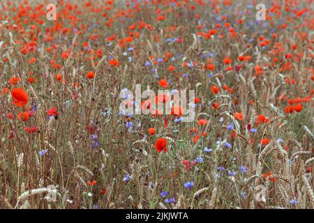 Un champ de coquelicots, de seigle et de fleurs de maïs. Mise au point sélective. Banque D'Images