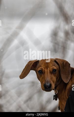 Un cliché vertical d'un chien de chasse brun sur un fond d'hiver flou Banque D'Images