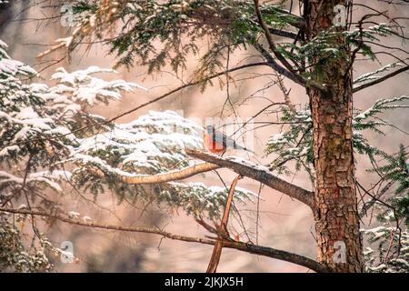 A beautiful view of a Eurasian bullfinch perched on a snow covered tree branch Stock Photo