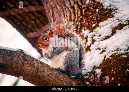 Un petit gros plan d'un écureuil mignon sur une branche en hiver Banque D'Images