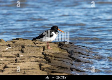 Oystercatcher se dresse sur des pierres sur la rive Banque D'Images