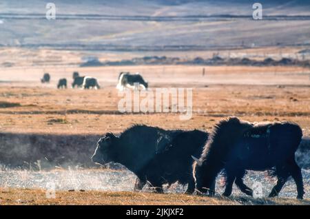 A herd of bisons grazing in the yellow dry field Banque D'Images