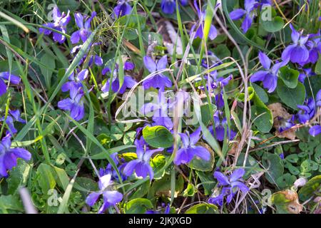 A closeup of little Violets in its natural environment in early spring Stock Photo