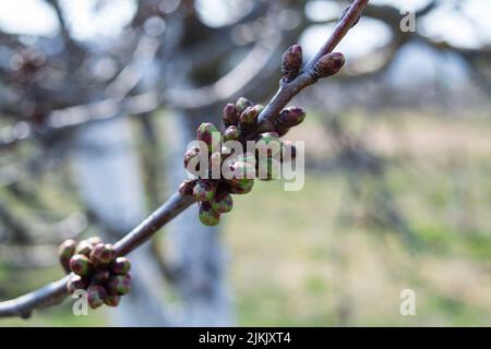 A shallow focus of cherry buds (Prunus Avium) in early spring Stock Photo