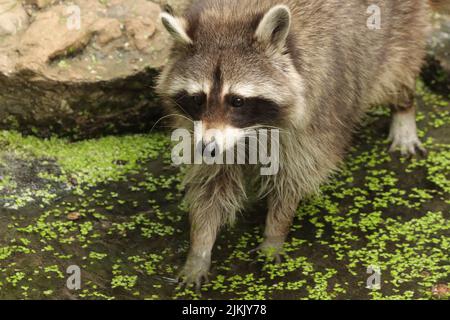 a closeup shot of small raccoon in water Stock Photo