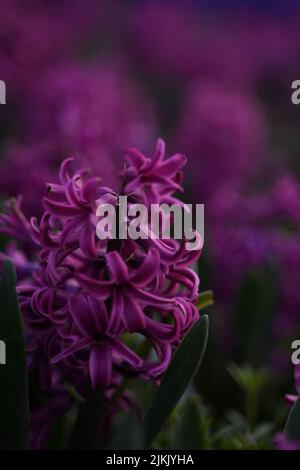 A shallow focus vertical shot of Hyacinth purple Sensation flower Stock Photo
