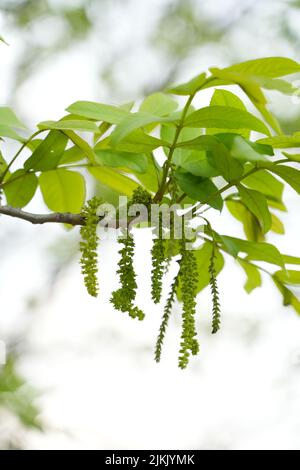 A vertical shallow focus shot of flowering branches of a walnut in the garden in spring Stock Photo